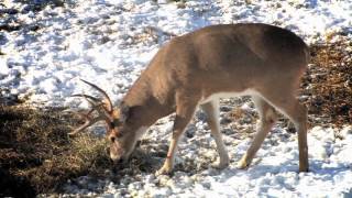 Wyoming Whitetail [upl. by Eceinwahs443]