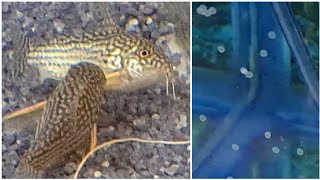 How to breed Corydoras Catfish  the complete guide for breeding cory catfish easy and successfully [upl. by Aural]