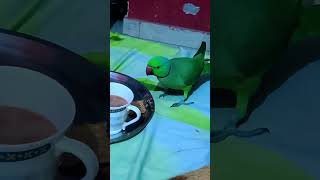 Parrot eating tea and biscuit talkingparrot parrotspeak short [upl. by Eceer]