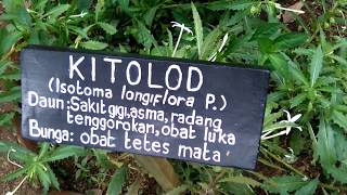 Tanaman Kitolod Isotoma Longiflora [upl. by Jourdan]