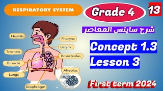 Respiratory System Concept 13Lesson 3 Sciencegrade4 [upl. by Neelloc233]