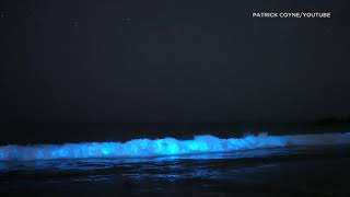 Bioluminescence captured on camera along Laguna Beach shores  ABC7 [upl. by Mahau]