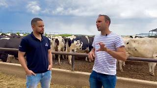 450 COWS IN COMPOST BARN AND DRY LOT IN ARGENTINA [upl. by Mohamed]