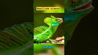 The Basilisk Lizard Unveiling Its Hidden Secrets animals petslover facts [upl. by Neelrahc]