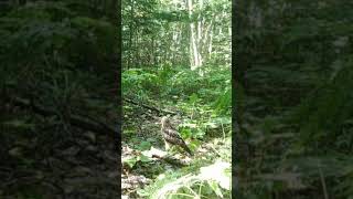 Broad Winged Hawk in Killarney Ontario Part 2 killarneyontario naturevideos naturelovers [upl. by Aicirtel522]