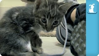 Kittens love Shoelaces  Kitten Love [upl. by Notned397]