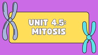 Unit 45 Mitosis [upl. by Tap]