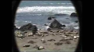 Gray Whale Migration and Elephant Seals at San Simeon CA 4 [upl. by Aivlys648]