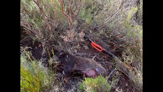 Lozère chasse en Cévennes [upl. by Coralyn]