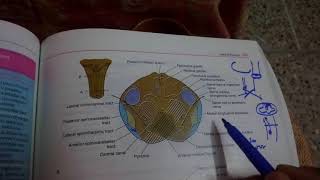 MEDULLA OBLONGATA internal featuresat pyramid decussation levelpart 2 [upl. by Sinai]