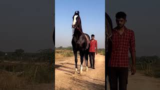 Marwari stallion Dilshan 🔥  Horse video  horse [upl. by Tolliver274]