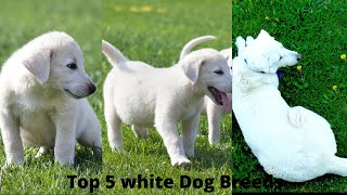 Top 5 White Dog Breeds  White Dog shorts [upl. by Acilejna]