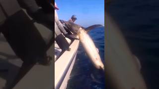 260 kg marlin fish caught in UAE sea🎣 fish fishing biggfish viral sea shortsmarlin [upl. by Gregg139]