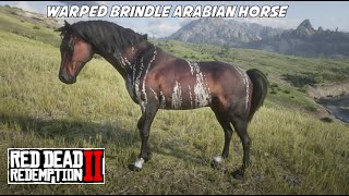 WHERE to Find the RARE Warped Brindle Arabian Horse in RDR2 [upl. by Naujit]