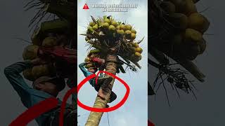 Cutting a Coconut Tree without Safety Equipment treefelling chainsawman arborist logging [upl. by Meehan]