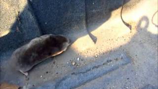 Watch A Live Mole Dig His Way To Freedom [upl. by Shelden]