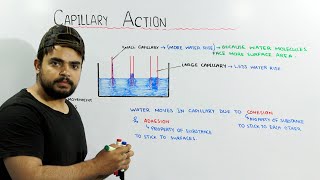 Capillary Action  Adhesion and Cohesion in water [upl. by Ahusoj]