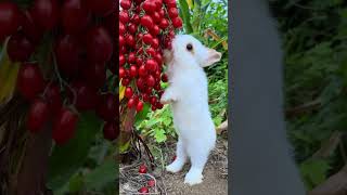 Little rabbit eating small tomatoes Cute pet debut plan Rabbit Pastoral cute pet [upl. by Nigrom346]