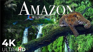 AMAZON Wildlife 4K • Rainforest Relaxation Film  Nature Video UltraHD [upl. by Cindy]