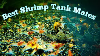 Best Tank Mates for Shrimp [upl. by Condon]