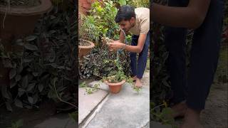 Diy Trellis For Plants trellis flowers trending youtube [upl. by Franzoni]