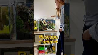 Rescape complet aquarium aquascape aquascaping fishtank fish fishkeeping [upl. by Bebe]