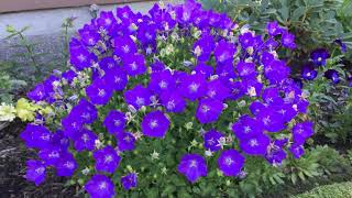 Blue Clip Campanula CarpaticaBell Flower  In Blooms  July [upl. by Eedolem]