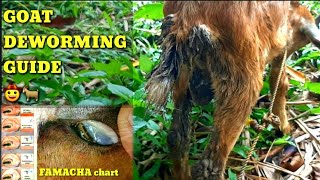 Simple Guide to Goat Deworming  Benefits of Liver Extract for Healthy Animals 🐐 🤠👍 [upl. by Eeloj350]