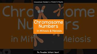 Chromosome Numbers in Mitosis amp Meiosis  Amoeba Sisters Shorts [upl. by Koval]