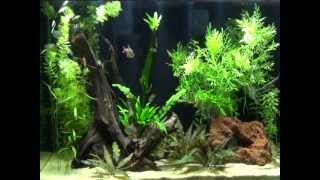 40 Gallon 7  Contest entry for BMs Aquatics [upl. by Aholla]