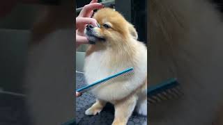 Funny and Cute Pomeranian shorts video from YouTube [upl. by Noived]