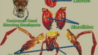 Cockroach dissection  Digestive system [upl. by Enylorac]