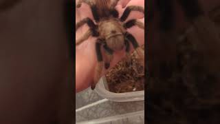 Molt Sexed Female Aphonopelma chalcodes Arizona Blond Tarantula tarantula spider arachnid [upl. by Eta]