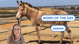 Dictionarycoms Word of the Day zedonk [upl. by Gnouhp]