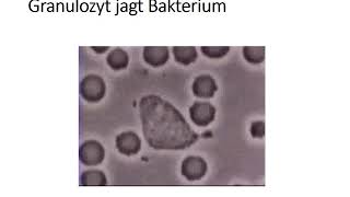 Neutrophile Granulozyten Teil 2 [upl. by Dewey593]