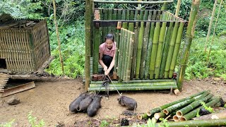 Harvesting wild ginseng  Catching wild pigs to raise I Nguyen Thi Yeu [upl. by Amelita]