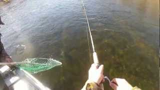 Big Brown Trout on Arkansass White River [upl. by Godiva]