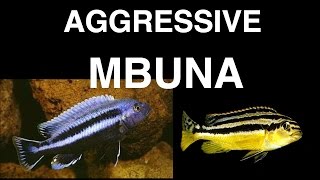 Most Aggressive and Peaceful Mbuna Species [upl. by Nylaras]