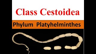 Class Cestoidea  Cestodes  Tapeworm  Phylum Platyhelminthes [upl. by Oidivo]