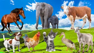 Beautiful Animal Moments Dog Cat Duck Chicken Cow Elephant  Animal Sounds [upl. by Primavera]