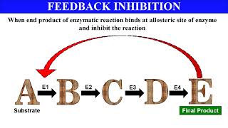 Feedback inhibition of enzymes with examples  Biochemistry  Biotechnology [upl. by Adiaroz]