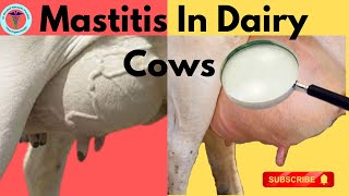 Udderly Important Battling Mastitis in Dairy Cows [upl. by Melita]