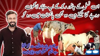 High milking cow farmHF cow farming in Pakistan Girlando cow in Pakistangir cow farming [upl. by Alodee808]