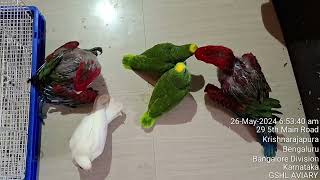 Green wing macaw and Amazon parrot 🦜 Cockatoo Tamed birds available  Contact 9035166525 [upl. by Rellia]