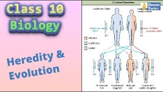 Class 10 Biology Heredity and Evolution Part II  Traits Reproduction and Mendel’s Laws [upl. by Jard]