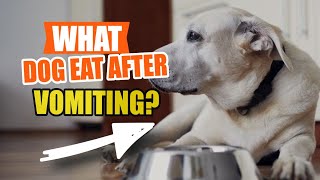 WHAT Should Dogs EAT After VOMITING🐶🤢 [upl. by Bijan70]