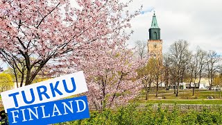 Cherry Trees are Blossoming but Still Very Cold  Walking in Turku Finland  May 2024 4K [upl. by Drew]