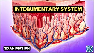 Human Integumentary System 3D Anatomy and Physiology Animation [upl. by Lefty]