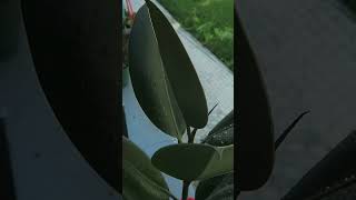 Rubber plant Ficus elastica🌿 plantsrubberplant nature [upl. by Goldie]