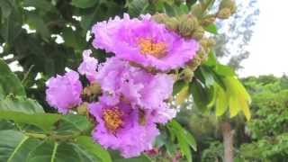 Flowering Trees Southwest Florida [upl. by Eical446]